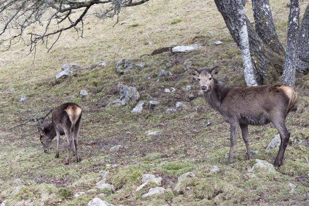 schotland-natuur-26