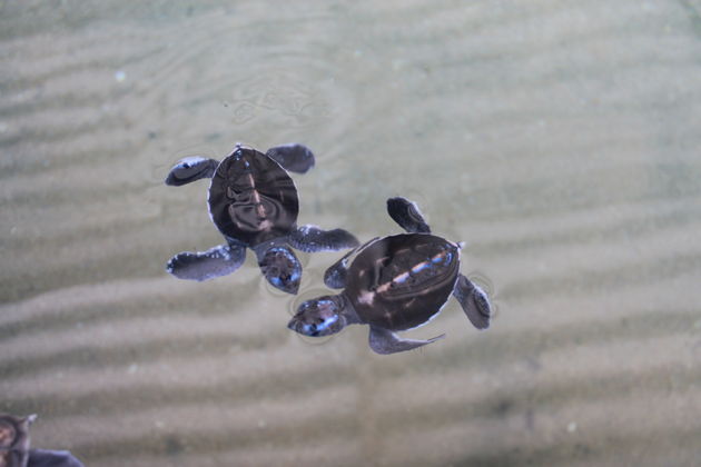 Zeeschildpadden in Sea Turtle Hatchery Hikkaduwa