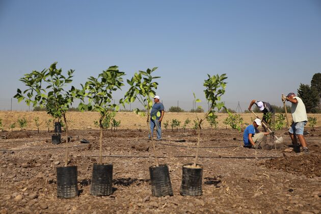 En ook op Sicili\u00eb worden door Treedom nieuwe bomen geplant