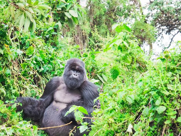 De eerste berggorilla die we tegenkomen is de dominante silverback.