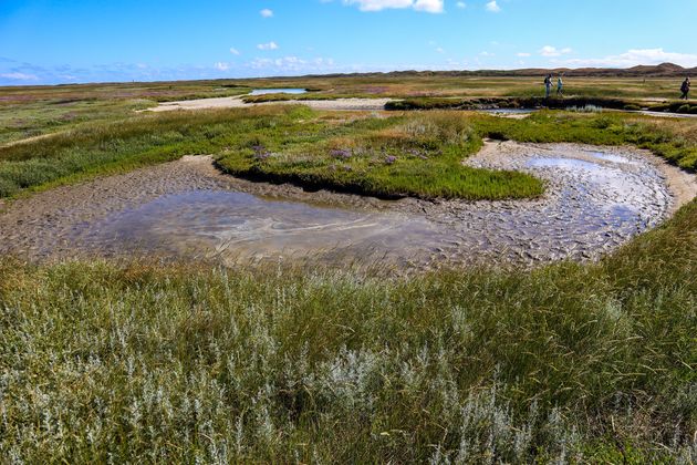 Het is een droge zomer, maar hier en daar staat toch nog wat water.