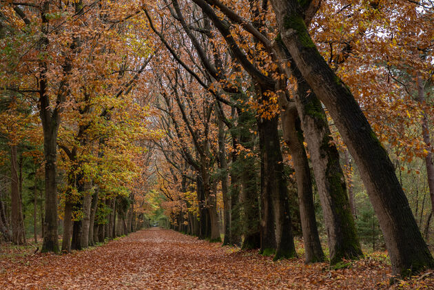 Via de heide loop je door het bos en weer terug naar de heide