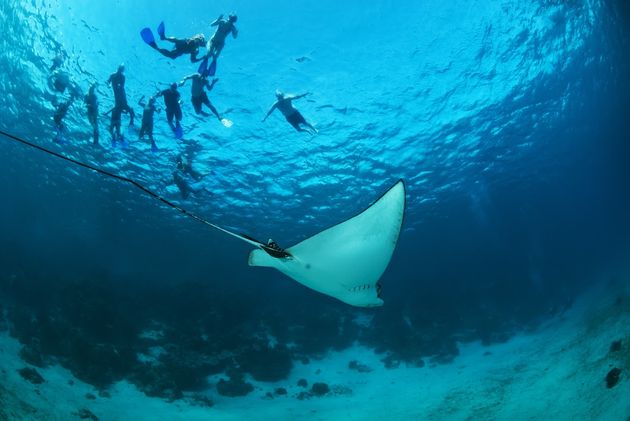 Snorkelen tussen de roggen!