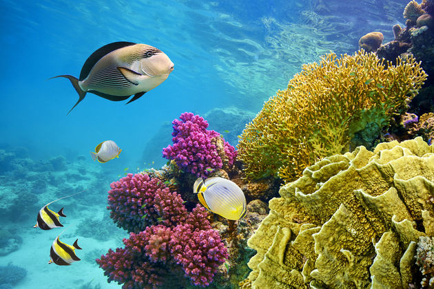 Snorkelen op Cozumel