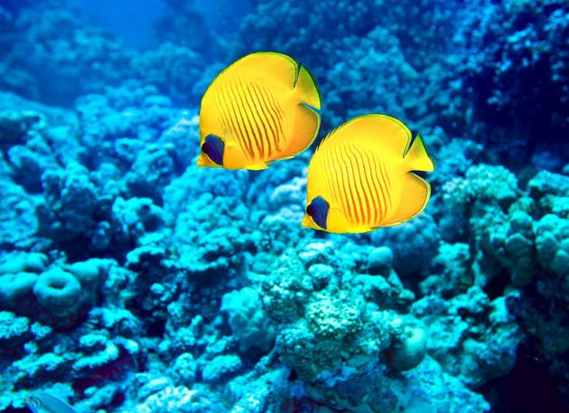 Snorkelen in het Great Barrier Reef