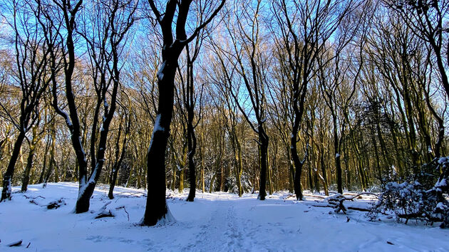 Genieten van sneeuw op de Veluwe