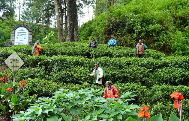 Bezoek zeker ook de theeplantages