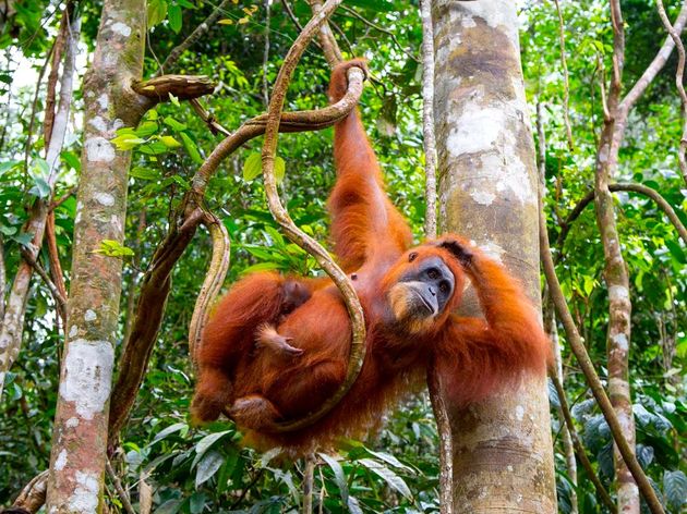 Orang-oetans op Sumatra