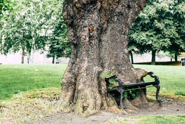 The Hungry Tree: betreden is op eigen risico