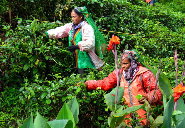 Tussen de groene theeplanten