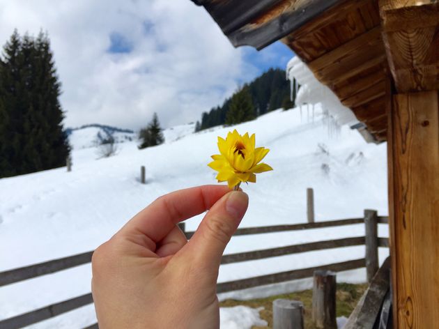 De eerste bloemetjes van deze lente