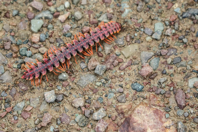 De tractor millipede beweegt zich alsof hij bandjes in plaats van pootjes heeft