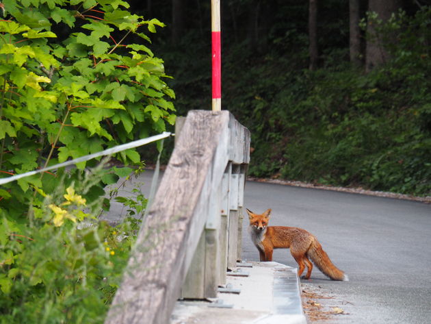 Dit prachtige vosje in het Triglav Nationaal Park had pas vrij laat door dat hij niet alleen was.