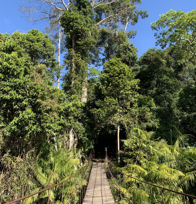 <em>De jungle in vanaf het visitor center<\/em>