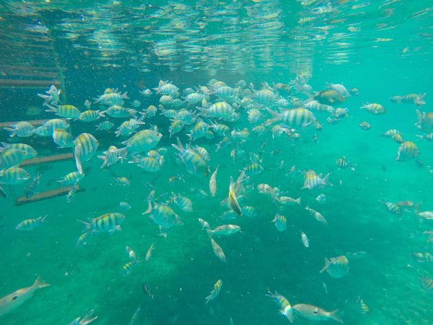 Snorkelen tussen honderden gekleurde visjes!