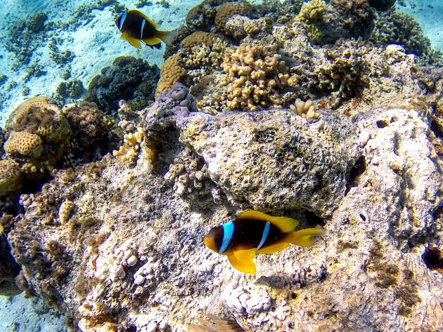 Zoveel mooie vissen gezien, maar Nemo blijft toch wel extra bijzonder