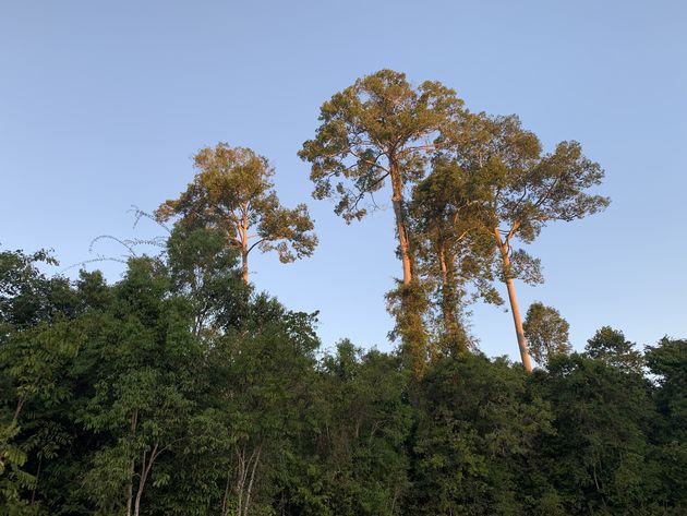 <em>Hoog in de bomen vogels spotten <\/em>