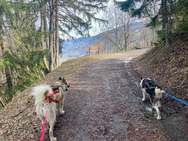 Honden Baloo en Ryanook leiden de groep