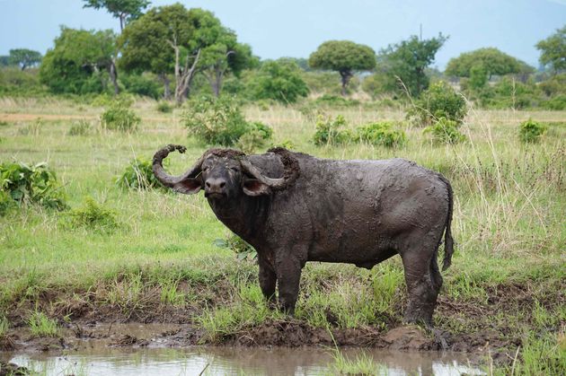 Hoe stoer is deze waterbuffel?