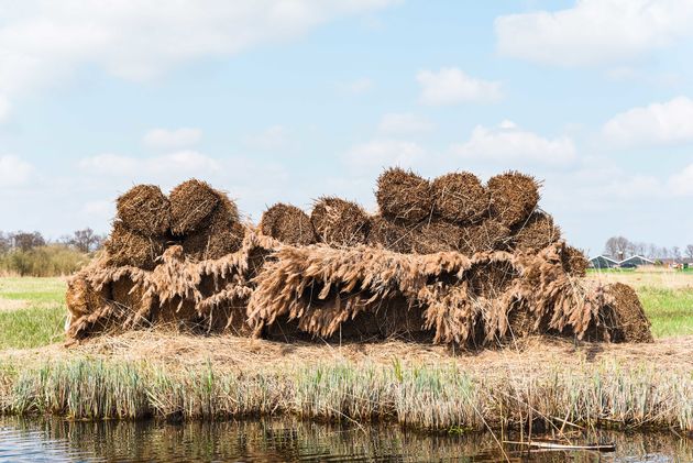 Riet ligt te drogen in de zon