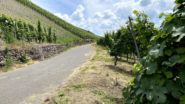 Fietsen tussen de wijnranken is leuker als langs de doorgaande route