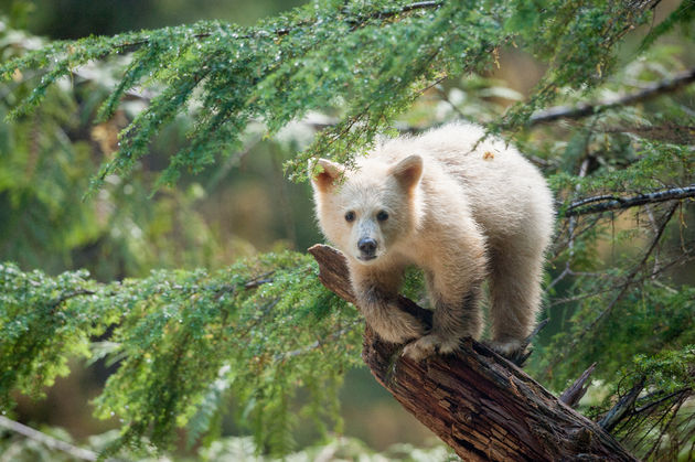 Wild Canada in het Omniversum