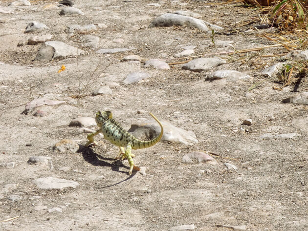 Wild life in Zuid-Oman! Maak kennis met de kameleon