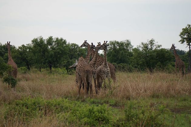 Ik krijg geen genoeg van dit soort safari foto`s