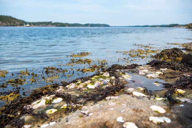 Langs de kust groeien wilde oesters