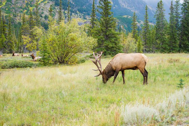 Wildelife spotten in Alberta Canada