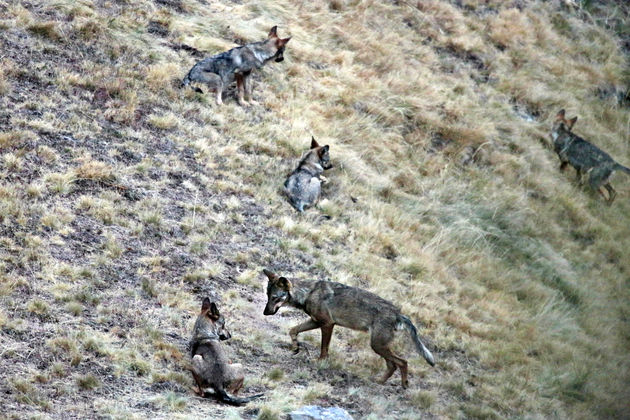 Gespot: een complete wolvenfamilie!