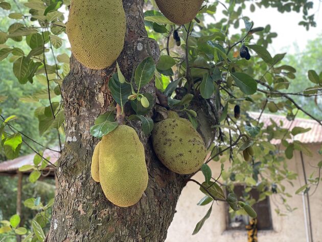 <em>Zijn het meloenen of is het jackfruit?<\/em>