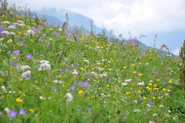 Bergweides in bloei