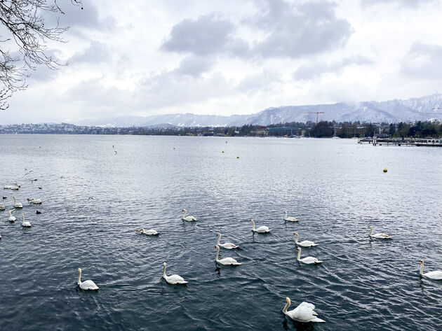 In en rondom de Z\u00fcrichsee vind je altijd veel zwanen. Wel een beetje idyllisch toch?