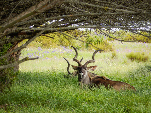 De Big Five zul je niet spotten aan Westkust, maar wildlife is er zeker wel