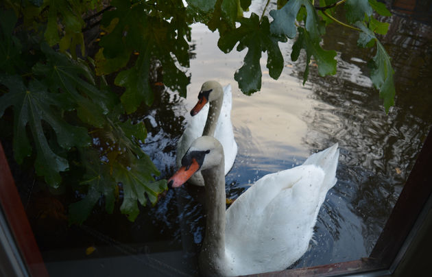 Nieuwsgierige zwanen komen even kijken