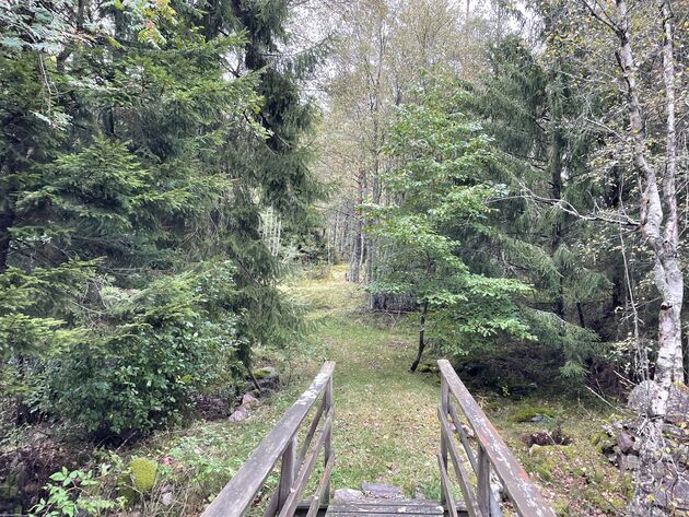 <em>Met veel geluk spot je een eland in het bos<\/em>